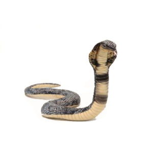 Reptiles & Amphibians