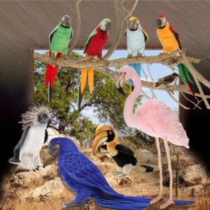 Aviary