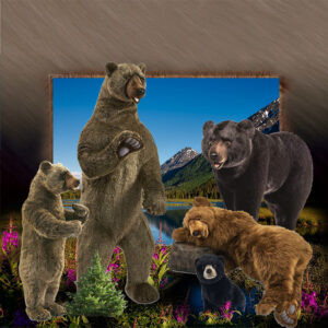 Bears
