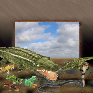 Reptiles & Amphibians