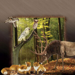 Woodland & Prairie